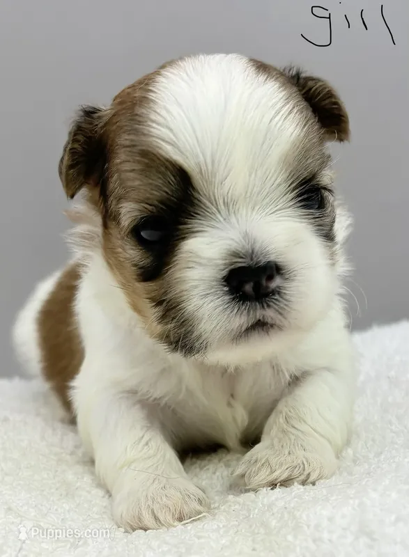 Lola  – Shih Tzu puppy for sale in Clinton, NC