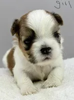 Lola , a female Shih Tzu for sale in Clinton, NC – 1 of 5