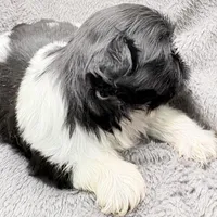 Skye, a female Shih Tzu for sale in Clinton, NC – Photo 5 of 9