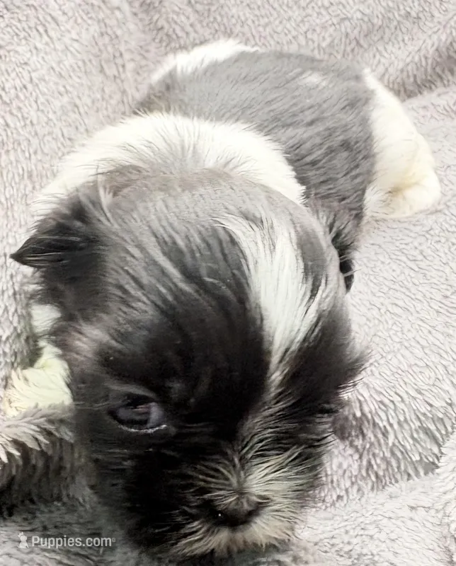 Skye, a female Shih Tzu for sale in Clinton, NC – Photo 1 of 9