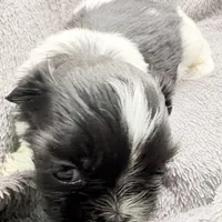 Skye, a female Shih Tzu for sale in Clinton, NC – Photo 1 of 9