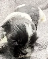 Skye, a female Shih Tzu for sale in Clinton, NC – Photo 1 of 9