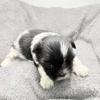 Skye, a female Shih Tzu for sale in Clinton, NC – Photo 8 of 9