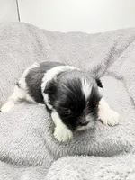 Skye, a female Shih Tzu for sale in Clinton, NC – Photo 8 of 9