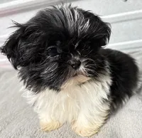 Skye, a female Shih Tzu for sale in Clinton, NC – Photo 4 of 9