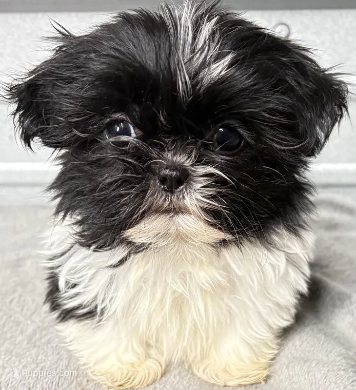 Skye – Shih Tzu puppy for sale in Clinton, NC