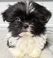 Skye, a female Shih Tzu for sale in Clinton, NC – Photo 1 of 9