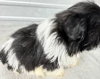 Skye, a female Shih Tzu for sale in Clinton, NC – Photo 3 of 9