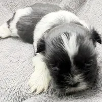 Skye, a female Shih Tzu for sale in Clinton, NC – Photo 4 of 9