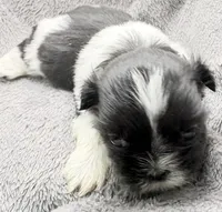 Skye, a female Shih Tzu for sale in Clinton, NC – Photo 2 of 9