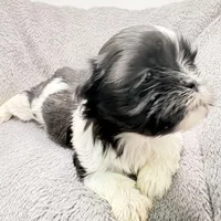 Skye, a female Shih Tzu for sale in Clinton, NC – Photo 2 of 9