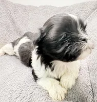 Skye, a female Shih Tzu for sale in Clinton, NC – Photo 3 of 9