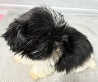 Skye, a female Shih Tzu for sale in Clinton, NC – Photo 2 of 9