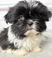 Skye, a female Shih Tzu for sale in Clinton, NC – Photo 5 of 9