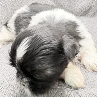 Skye, a female Shih Tzu for sale in Clinton, NC – Photo 3 of 9