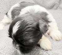 Skye, a female Shih Tzu for sale in Clinton, NC – Photo 4 of 9