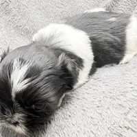 Skye, a female Shih Tzu for sale in Clinton, NC – Photo 6 of 9