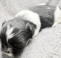 Skye, a female Shih Tzu for sale in Clinton, NC – Photo 6 of 9