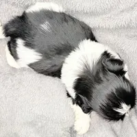 Skye, a female Shih Tzu for sale in Clinton, NC – Photo 9 of 9