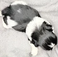 Skye, a female Shih Tzu for sale in Clinton, NC – Photo 9 of 9