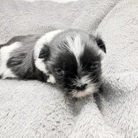 Skye, a female Shih Tzu for sale in Clinton, NC – Photo 7 of 9