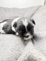 Skye, a female Shih Tzu for sale in Clinton, NC – Photo 7 of 9