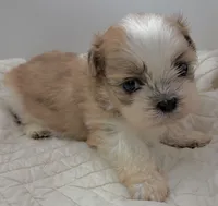 Wizer , a male Shih Tzu for sale in Clinton, NC – 2 of 5