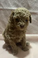 candy, a female Poodle - Toy  for sale in Clinton, NC – Photo 2 of 2