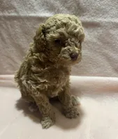 candy, a female Poodle - Toy  for sale in Clinton, NC – Photo 1 of 2