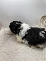 Oreo , a male Shih Tzu for sale in Clinton, NC – 6 of 6