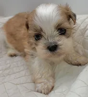 Wizer , a male Shih Tzu for sale in Clinton, NC – 3 of 5