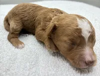 Ryder, a male Poodle - Toy  for sale in Clinton, NC – 4 of 4