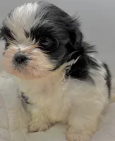 Oreo , a male Shih Tzu for sale in Clinton, NC – 2 of 6