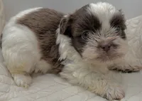 Chewy , a male Shih Tzu for sale in Clinton, NC – 3 of 5