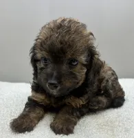 Bandit , a male Poodle - Toy  for sale in Clinton, NC – 4 of 5