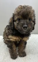Bandit , a male Poodle - Toy  for sale in Clinton, NC – 1 of 5