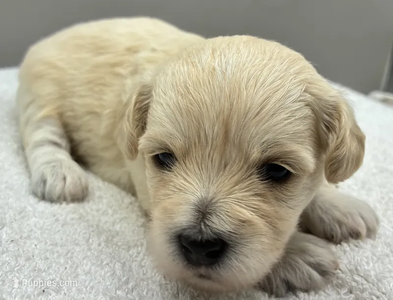 Shiloh  – Maltipoo puppy for sale in Clinton, NC