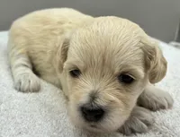 Shiloh , a male Maltipoo for sale in Clinton, NC – 1 of 3