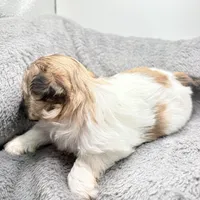 Charlie , a male Shih Tzu for sale in Clinton, NC – Photo 5 of 7