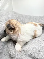 Charlie , a male Shih Tzu for sale in Clinton, NC – Photo 5 of 7