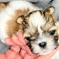 Charlie , a male Shih Tzu for sale in Clinton, NC – Photo 3 of 7