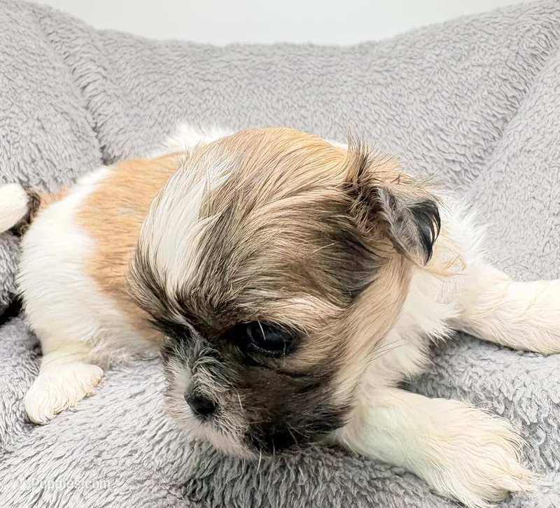 Charlie , a male Shih Tzu for sale in Clinton, NC – Photo 1 of 7