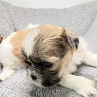 Charlie , a male Shih Tzu for sale in Clinton, NC – Photo 1 of 7