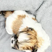 Charlie , a male Shih Tzu for sale in Clinton, NC – Photo 7 of 7