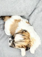 Charlie , a male Shih Tzu for sale in Clinton, NC – Photo 7 of 7