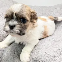 Charlie , a male Shih Tzu for sale in Clinton, NC – Photo 2 of 7