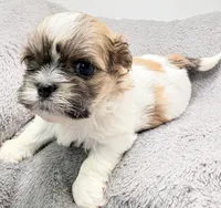 Charlie , a male Shih Tzu for sale in Clinton, NC – Photo 2 of 7