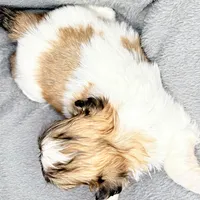 Charlie , a male Shih Tzu for sale in Clinton, NC – Photo 6 of 7