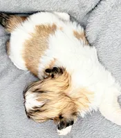 Charlie , a male Shih Tzu for sale in Clinton, NC – Photo 6 of 7