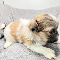 Charlie , a male Shih Tzu for sale in Clinton, NC – Photo 4 of 7